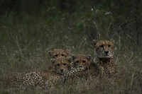Cheetah Nirva, three cubs released into wild at Kuno; free-ranging population rises to 20