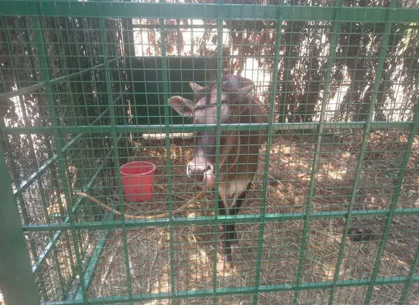Caged as bait, crying for days: Tiger hunt leaves cow, villagers distressed