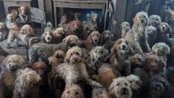 Viral UK dog rescue sparks online frenzy, RSPCA says images are real