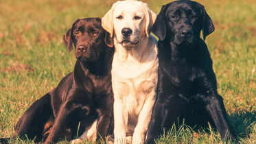 10 most popular dog breeds in Canada​