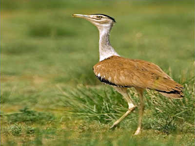 About 150 Great Indian Bustards in Jaisalmer area of desert park: Report