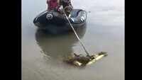 Watch: BSF jawans rescue animals at Indo-Bangladesh border 