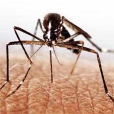 BMC takes sting out of malaria