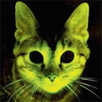 Glow-in-the-dark cats to fight AIDS