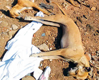 Bhayandar residents track alleged dog-killer