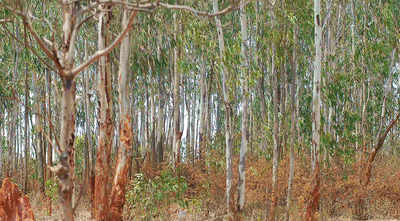 Karnataka state govt bans planting eucalyptus, acacia trees owing to impact on ground water level