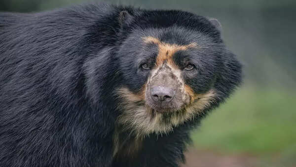 Forget London and Edinburgh: UK’s best zoo revealed with 30000 animals and safari hotel