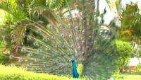 Watch: Peacocks dance along railway line in Tamil Nadu’s Ramanathapuram 