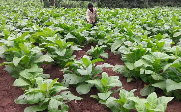 Tobacco growers face distress as prices decline in Old Mysuru region
