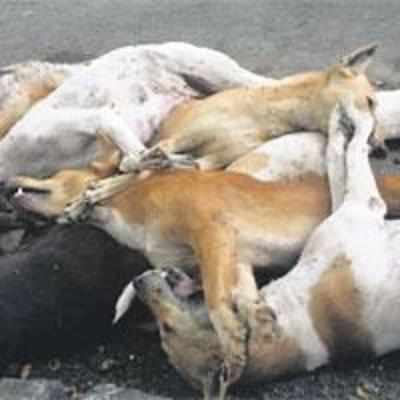 15 dogs found dead at Nerul