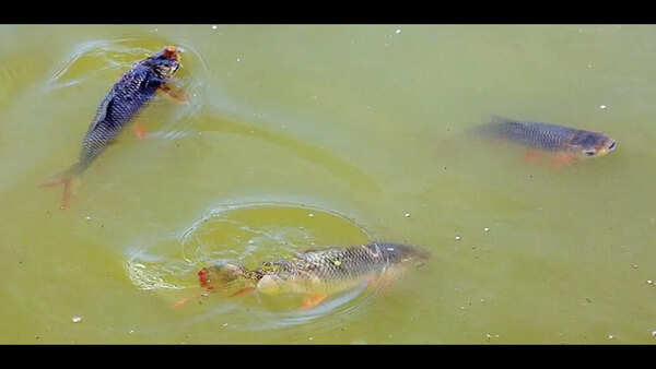 Fish stocks declining in Goa, aquaculture can help boost seafood supply, say experts