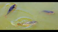Fish stocks declining in Goa, aquaculture can help boost seafood supply, say experts