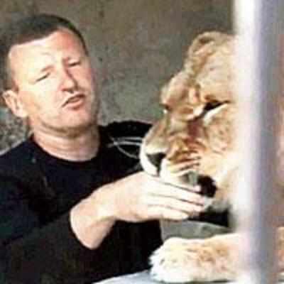 Zoo owner moves into cage with lion buddies