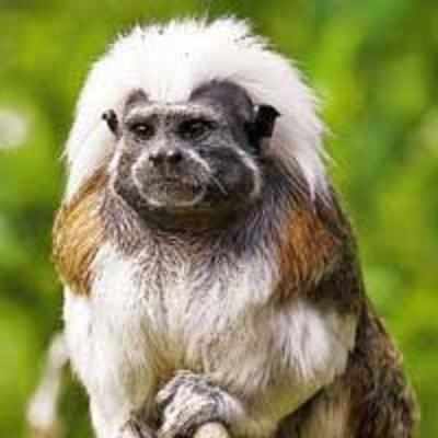 Is Jack the tamarin the new paul?