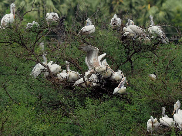 100 school kids from city to monitor, identify winged species, to be part of birding event