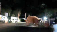 Watch: Wild jumbo enters residential area in TN's Coimbatore 