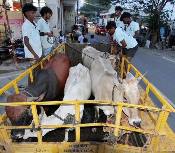 Madurai corpn hires cow catchers