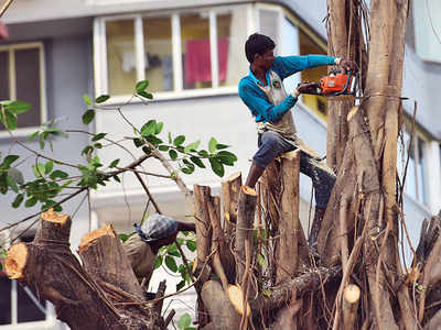 Western Railway cuts 51 trees, trims another 1,591