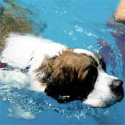 New pooch pool to help ailing dogs