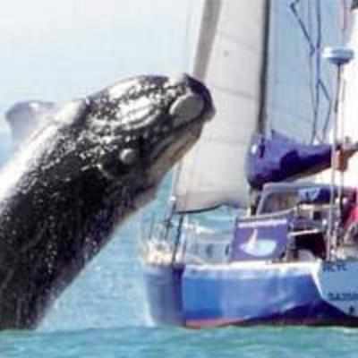 33 ft whale lunges onto deck of yacht