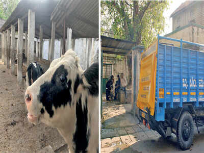 BBMP is having a tough time herding the herders