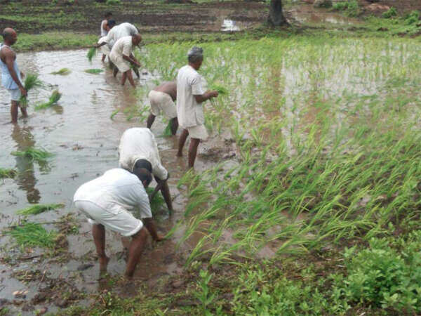 Brazil, EU seek cuts in farm subsidies, may affect India and other emerging economies