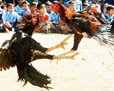 Two killed after being attacked by razor-equipped Pongal roosters