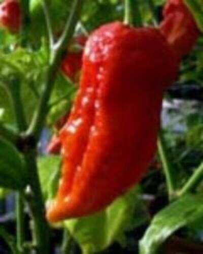 It's chilli out there