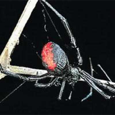 Scientists use silk from Black Widow to make troops' armour