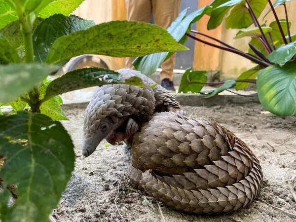 Satara forest department catches man with 6kg pangolin scales in Mahabaleshwar