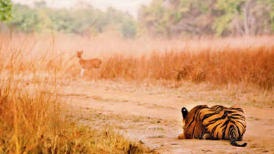 Wildlife photographer Sachin Rai at his best