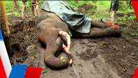 Male elephant 'Naganna' dies in Karnataka's Shivamogga 