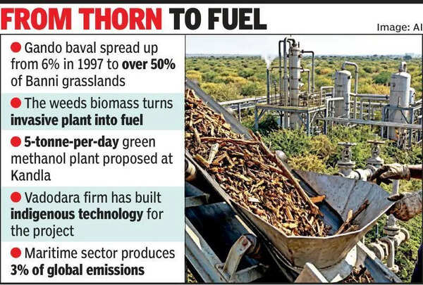 Invasive gando baval’s wise use to power country’s green ambitions