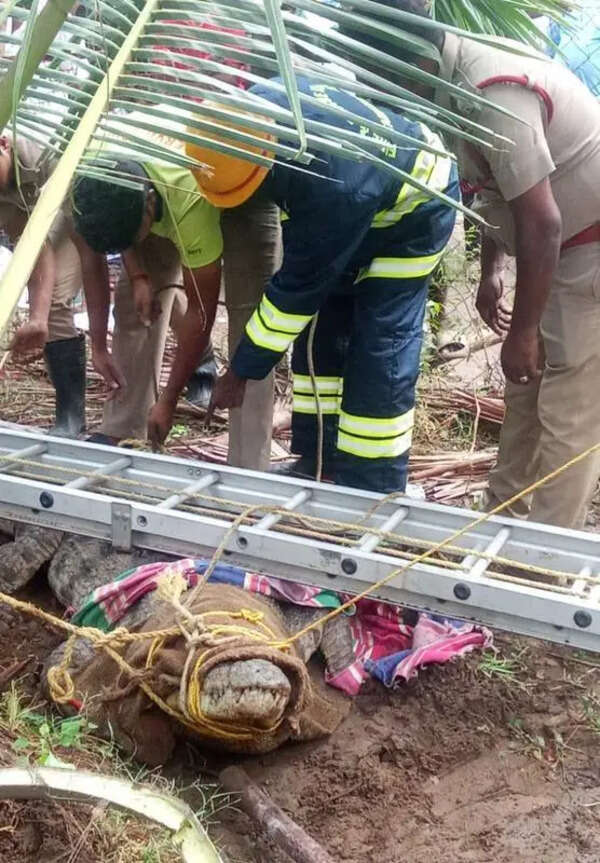 Giant crocodile rescued near Srirangam