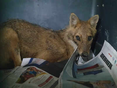 Dehydrated golden jackal rescued near Navi Mumbai at midnight