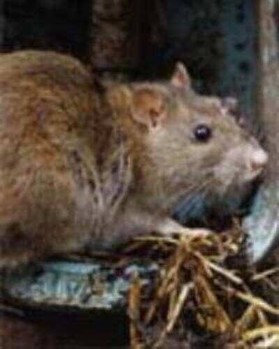 Rat fever rampant in city