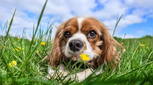Cavalier King Charles Spaniel