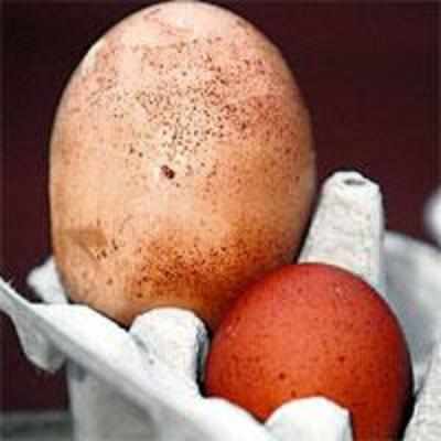 Hen lays monster egg that weighs 120 gm