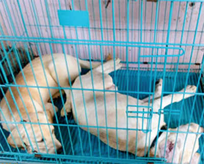 PIL urges HC to stop ill treatment of Crawford animals