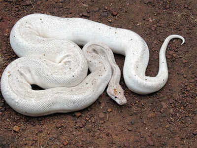 Rescued white python now at Pilikula