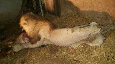Gujarat: The lion which was knocked down by horse, gets caged