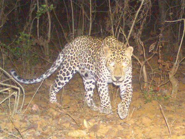 Leopard trapped successfully without using tranquilizer