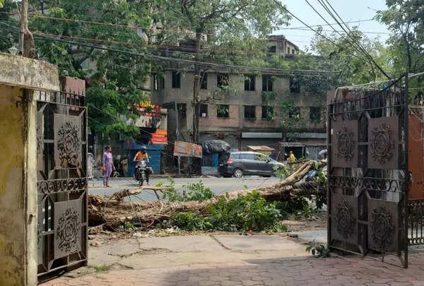 Tree blocks Kasba hsg complex for 14 hours