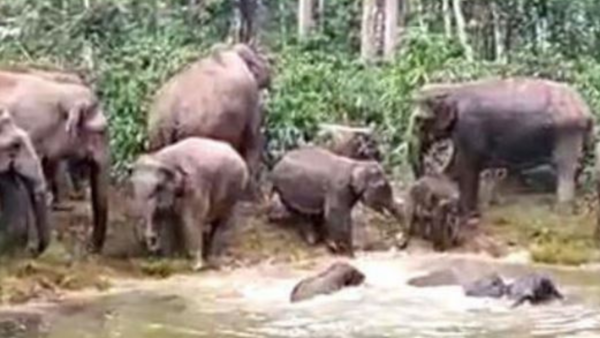 Karnataka: Elephant menace afflicts people of Hassan