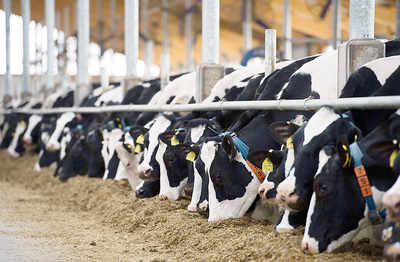 Cow protection: Special dairies for ‘desi’ cow