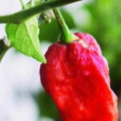 Growing the hottest chilli in the world at home