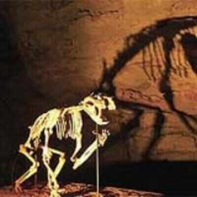 Climate change did not wipe out megafauna