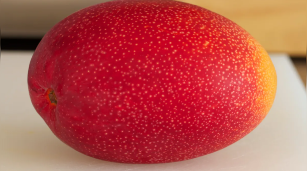 Taiyo no Tamago