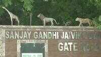 Unlock 1: Patna zoo reopens for visitors 
