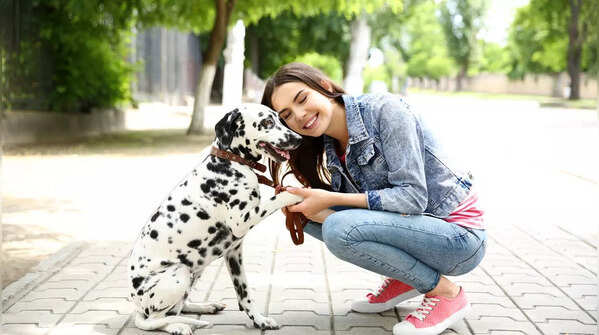 Dalmatian
